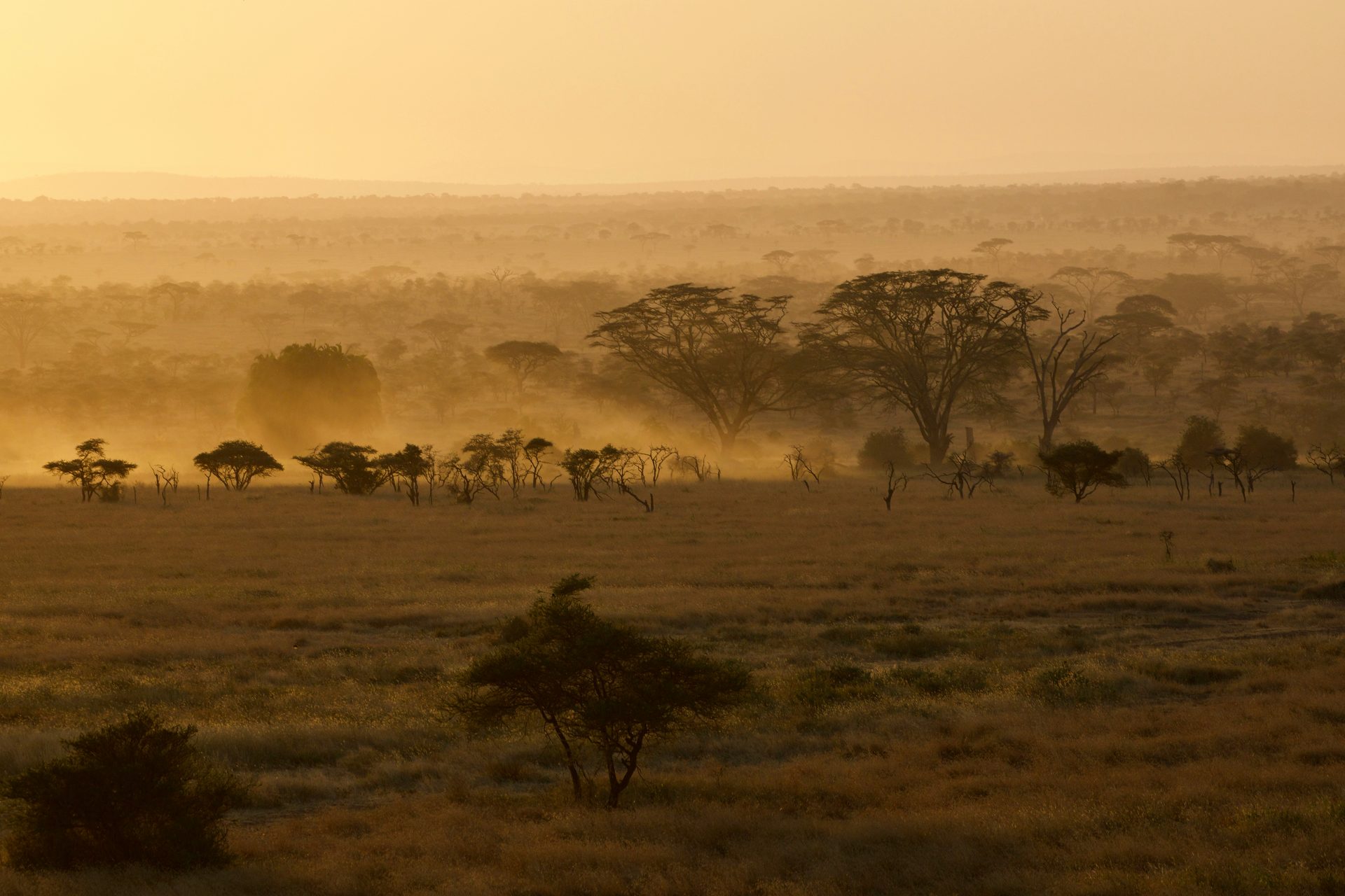 Serengeti plains at golden hour, Tanzania — private guided safari with Jumbo Safaris